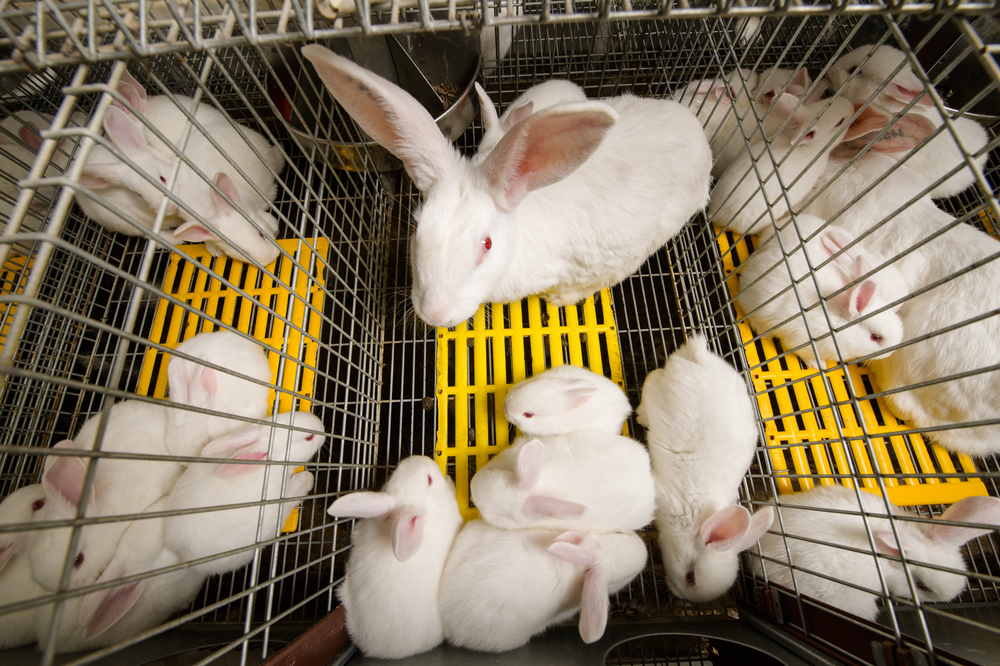 Vers la fin de l'élevage en cage pour les lapins français ?