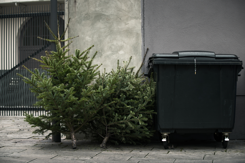 Comment recycler son sapin de Noël ?