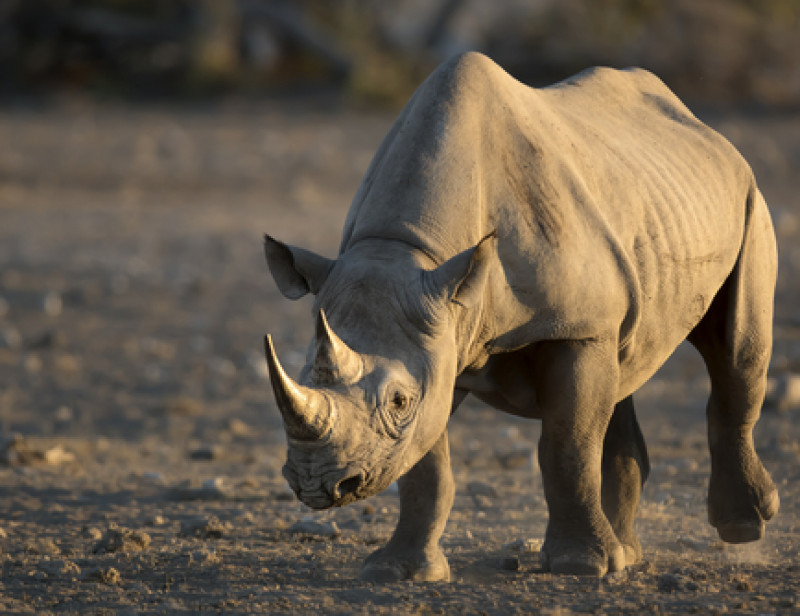 Longtemps En Voie D'extinction, La Population De Rhinocéros Noirs Est ...