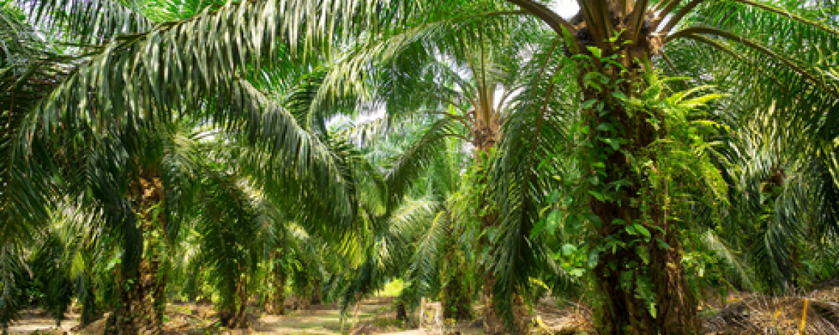 Trois choses à savoir sur l'huile de palme