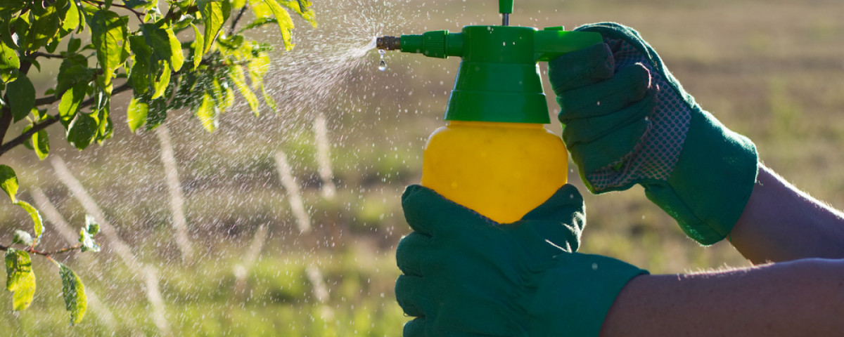 Cinq recettes pour un insecticide maison naturel