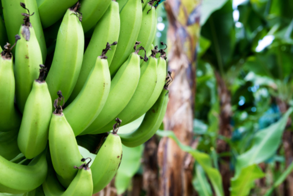 Salon de l'agriculture : après le chlordécone, une nouvelle variété de  banane bio antillaise fait son apparition