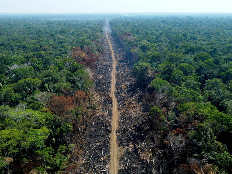 Pourquoi le marché carbone est un nouvel eldorado pour l'Amazonie brésilienne ?